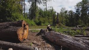 How Our Tree Care Process Works  in Beulah, ND